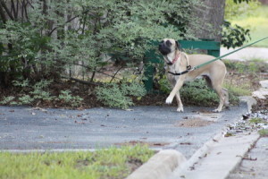 That's me on the other end of the leash getting dragged by Boo Radley