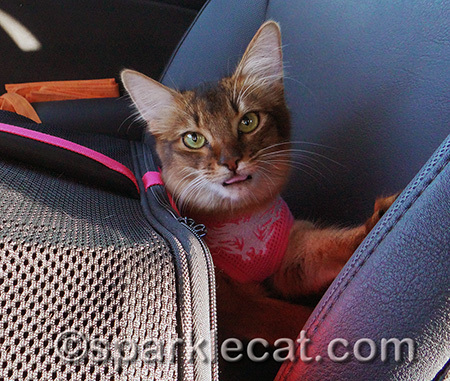 No, I don't want to go back in the carrier