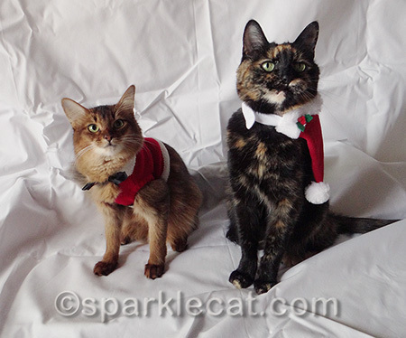 Geriatric kitties might not pay enough attention to their appearance