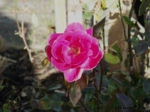Portland's Magic: Flowers bloom in December.