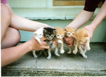 kittens