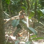 Chek Jawa Monkey Top Things to do in Singapore Survive Travel