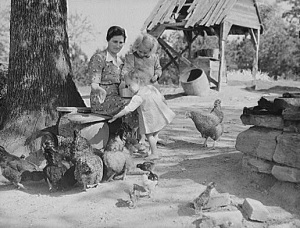 sick kids free range chickens