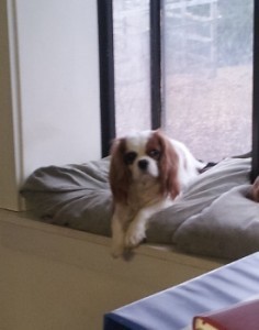 20131222_152909 (275x350)