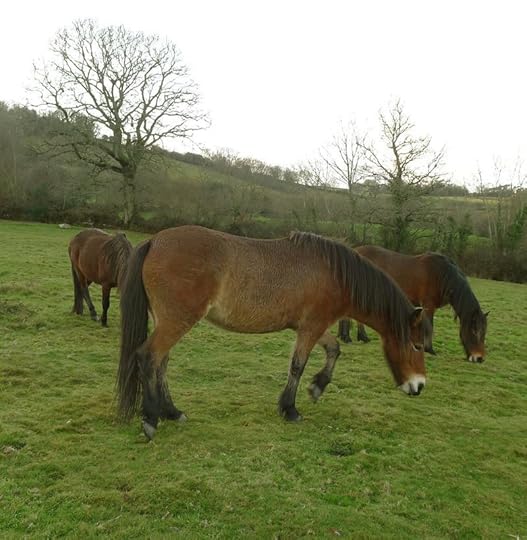 Dartmoor ponies