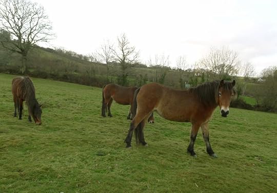 Dartmoor ponies