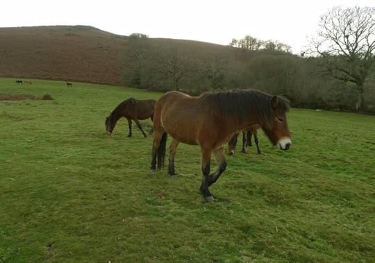 Dartmoor ponies