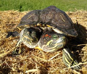 Zack and Mack's Cutie Photo