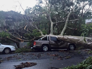 Photo of UTE crushed by tree