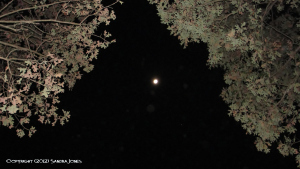 Original The Wolf's Moon Book Cover