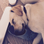 Sei la gioia pi�� grande