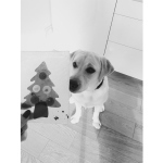 E' un osso a forma di Albero