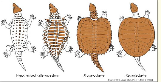 Hypothesisedevolutionfromnonturtle (1)