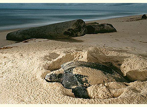Leatherbackadult