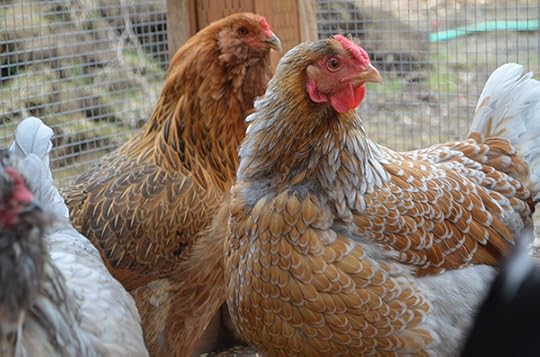 young-chickens