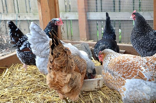 mixed-flock