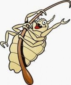 cute louse