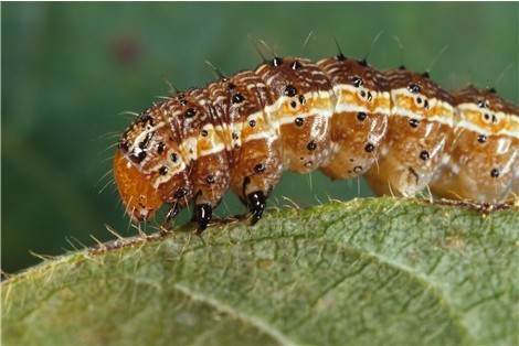 Spodoptera frugiperda (fall armyworm). CC BY-SA 3.0 via Wikimedia Commons.