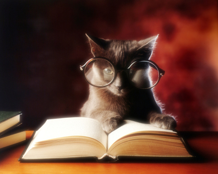 gray cat with glasses