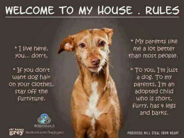dog house rules