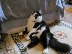 04-29-14 sm Mr Lucky 003