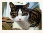 Nerissa is supporting Anjellicle Cats Rescue