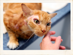 Lucky supports Homeless Animals Rescue Team of Fairfax Station