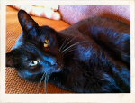 Rama is supporting Pope Memorial Frontier Animal Shelter