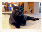 Browser supports Paws and Claws