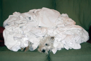 Westie under a pile of clothes
