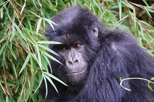 ebola ravaging primates