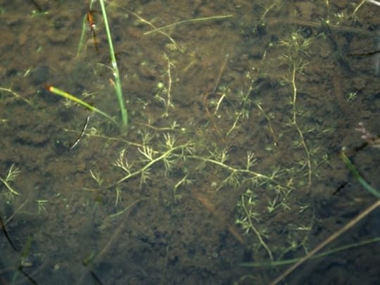 1500-Bladderwort_whole_plant