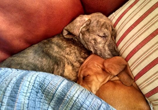 Adorable sleeping brothers