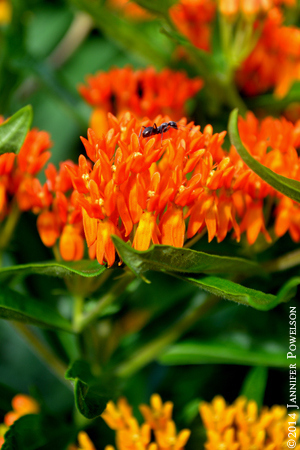 DSC_5089small