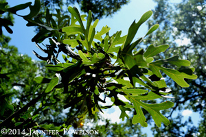 Oak Leaves small