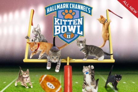 Kitten-Bowl