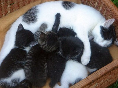 cat with kittens 2