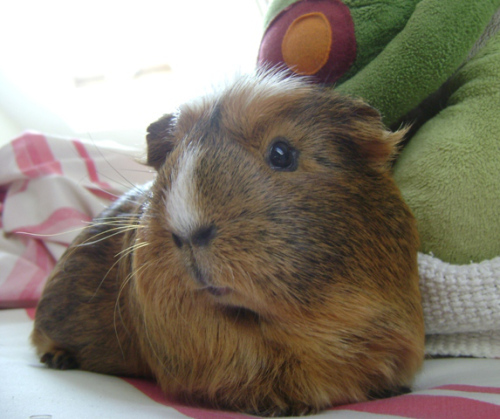 I still feel sorry for the Victorian-diorama stuffed guinea pig at After Life.