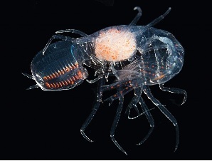 deep sea shrimp with 12 retina