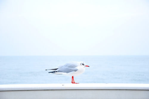 lone seagull.jpg