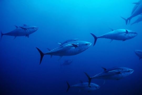 Bluefin tuna (Photo: Franco Banfi/Getty Images)