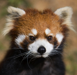 shutterstock_61321747