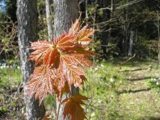 New Sugar Maple leaves unfurling
