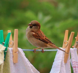 Screen Shot 2015-01-24 at 12.26.49 PM