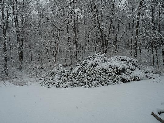 Rhododendron in snowstorm