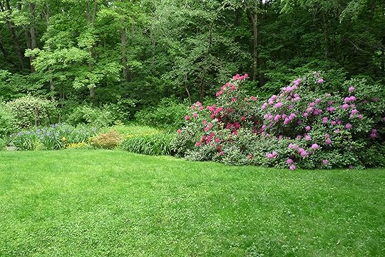 Rhododendrons in bloom