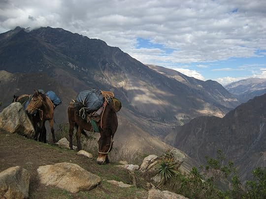 Mules on Choquequirao trail