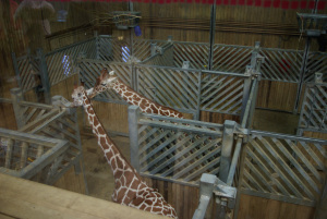 Giraffe's indoor enclosure