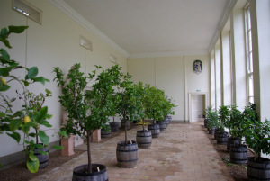 Orangery