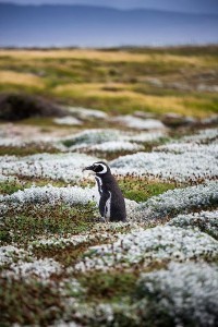 penguin